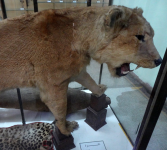 Ahmed Zabana National Museum II